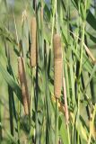 Typha angustifolia