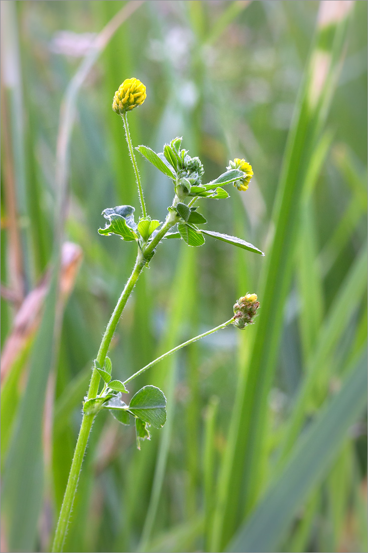 Image of Medicago lupulina specimen.