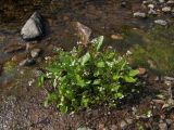 Cardamine regeliana