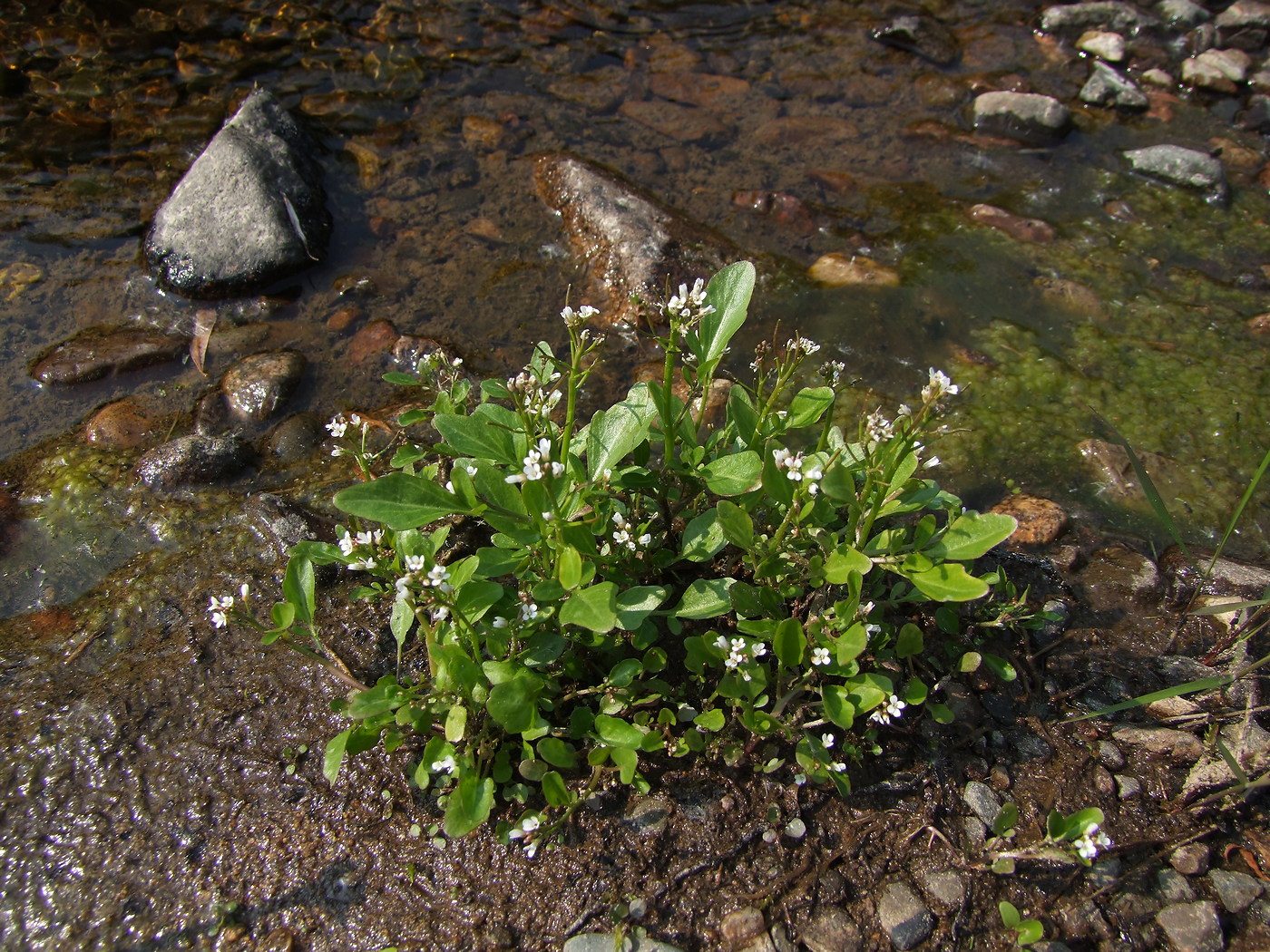 Изображение особи Cardamine regeliana.