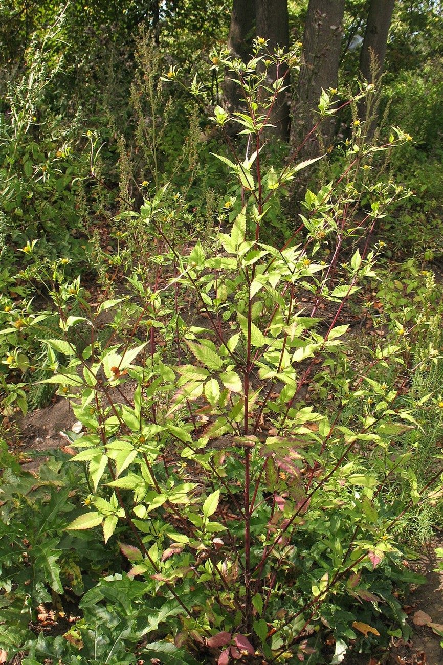 Image of Bidens frondosa specimen.