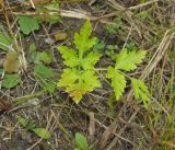 familia Apiaceae. Лист. Приморский край, Хасанский р-н, окр. с. Витязь, луг. 13 сентября 2019 г.