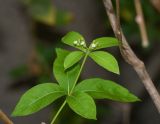 Rauvolfia tetraphylla