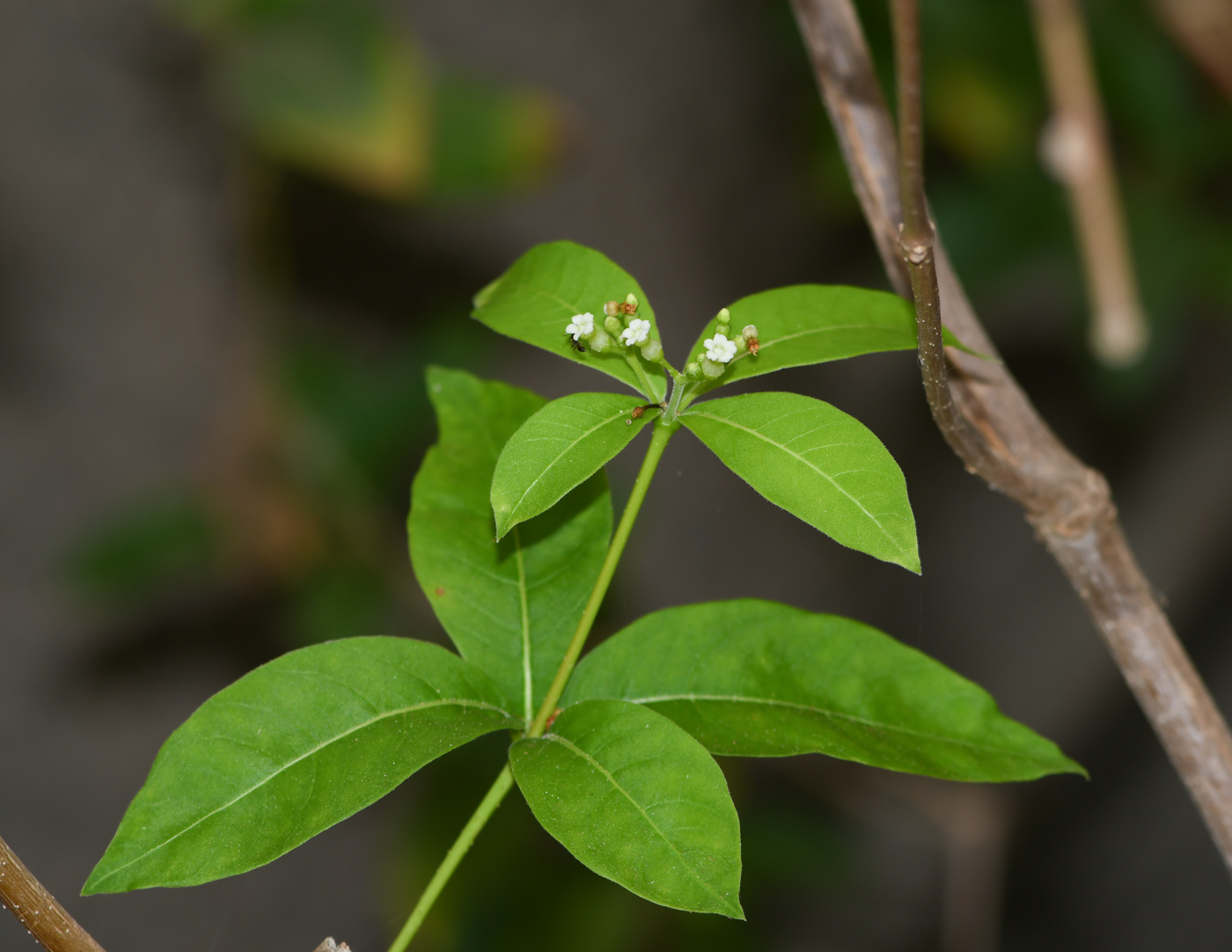 Image of Rauvolfia tetraphylla specimen.