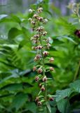 Epipactis helleborine