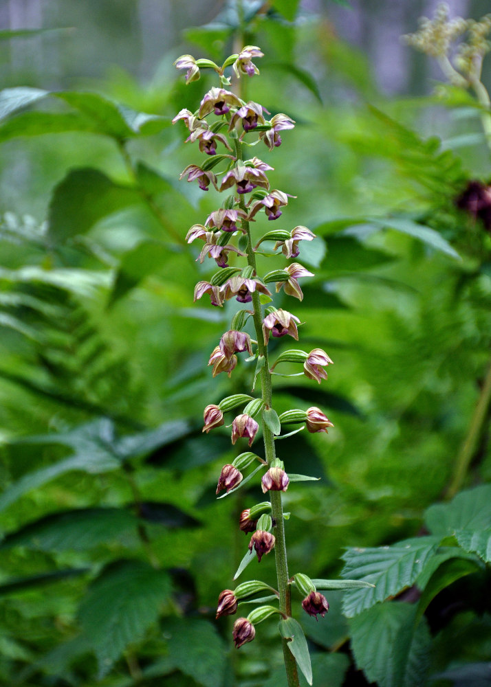 Изображение особи Epipactis helleborine.