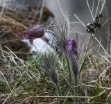 Pulsatilla patens. Отцветающее растение. Пермский край, Лысьвинский р-н, камень Великан, хвойный лес, каменистый выступ. 30.04.2019.