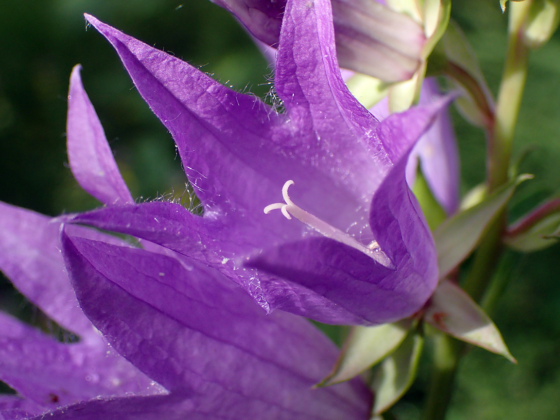 Image of Campanula latifolia specimen.