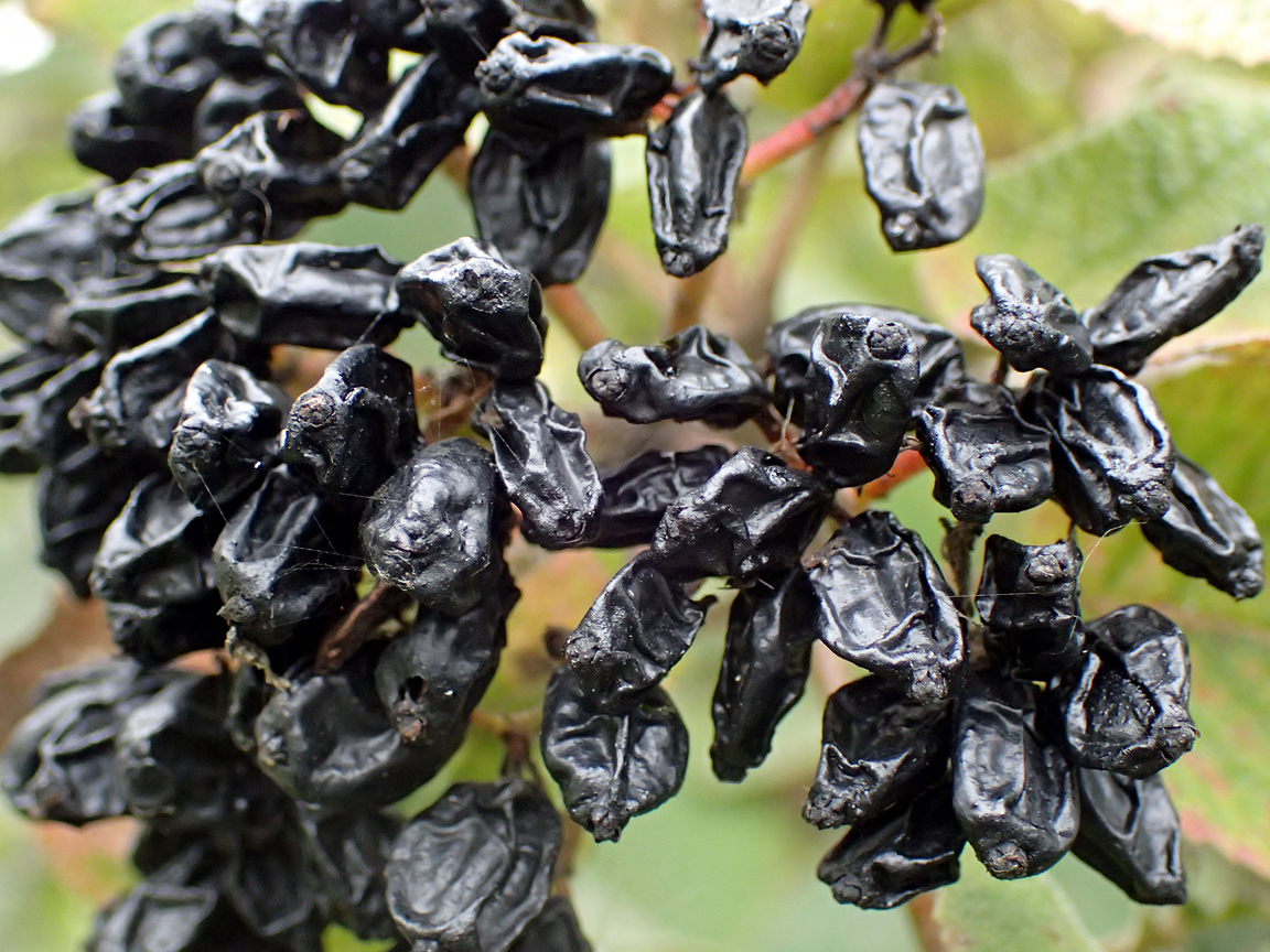 Image of Viburnum lantana specimen.