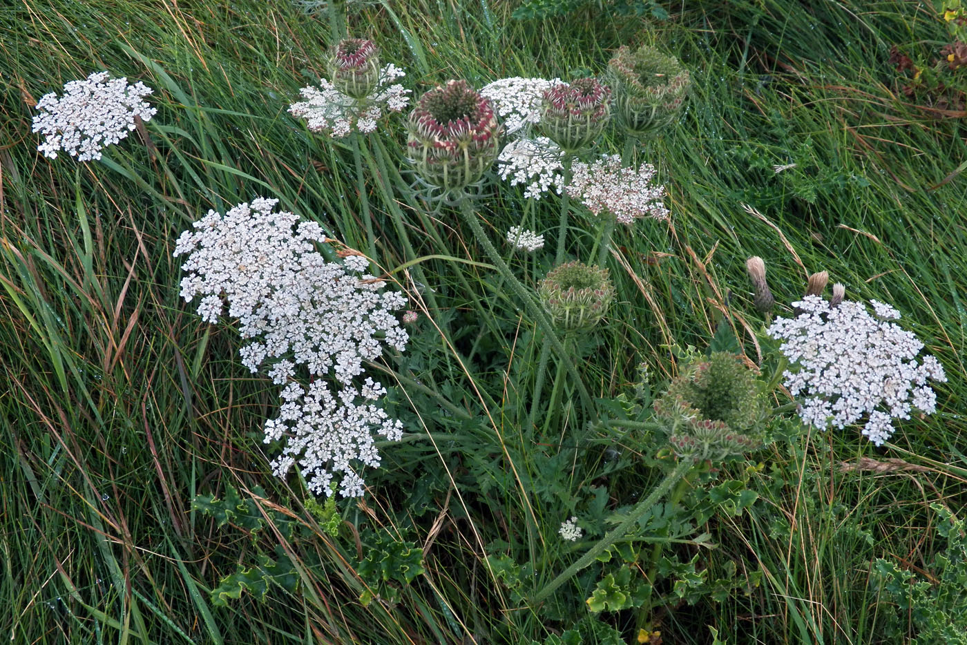 Изображение особи Daucus carota.