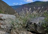 Astragalus puberulus