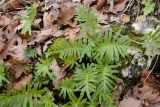 Polypodium interjectum