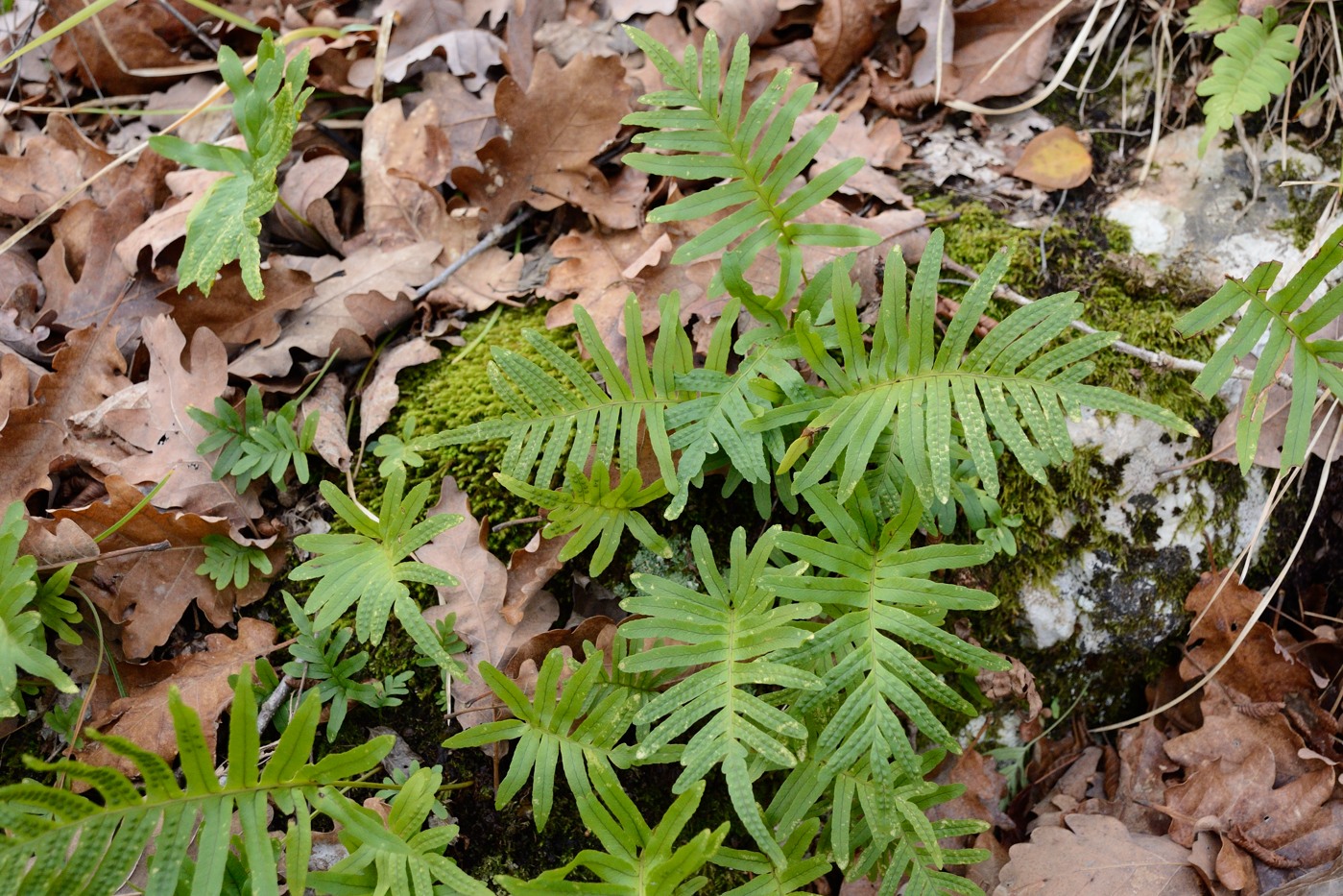 Изображение особи Polypodium interjectum.