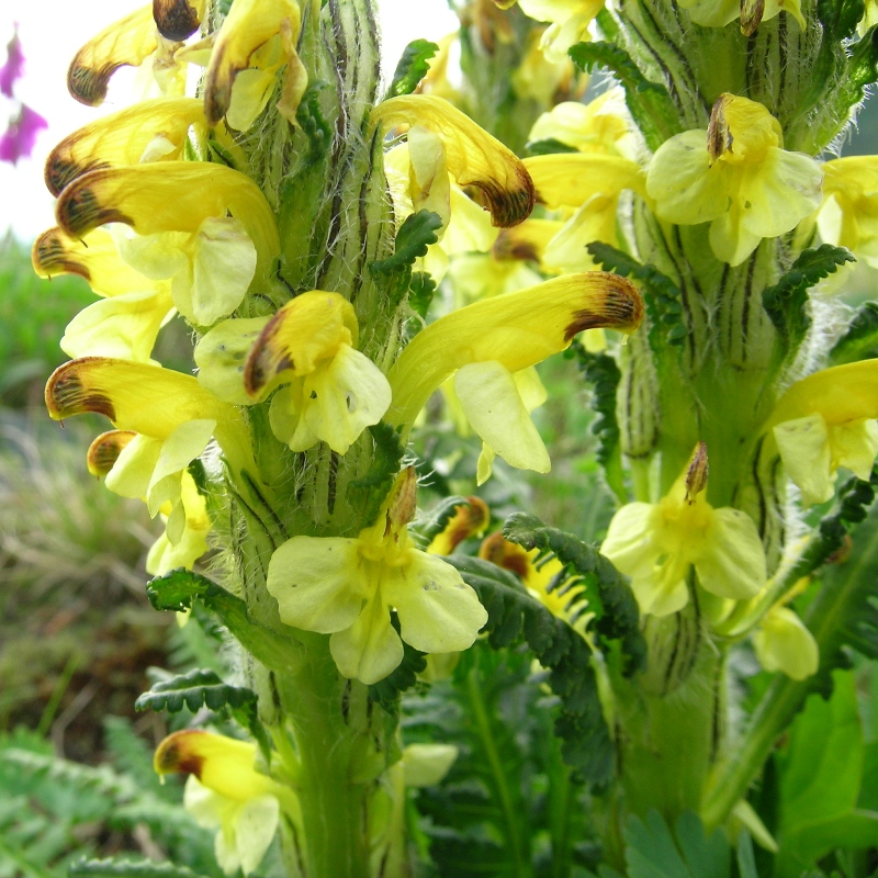 Изображение особи Pedicularis oederi.