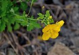 Chelidonium majus. Верхушка побега с цветиком и бутонами. Алтай, Онгудайский р-н, низовья р. Урсул, ≈ 600 м н.у.м., осыпающийся каменистый склон. 10.06.2019.