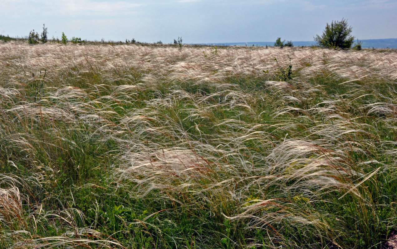 Изображение особи род Stipa.