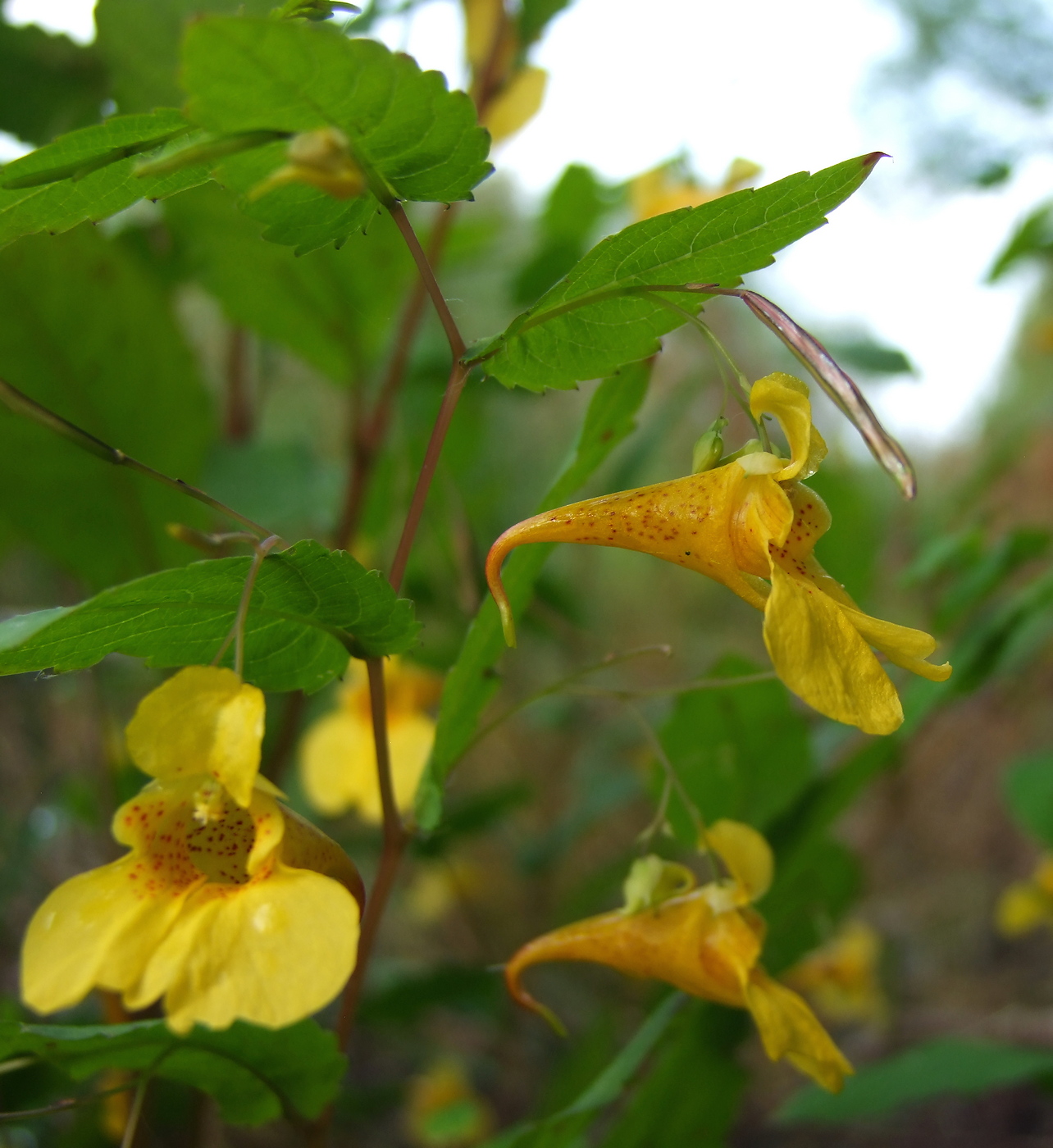 Image of Impatiens noli-tangere specimen.