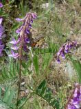 Vicia tenuifolia. Верхушки побегов с соцветиями и бабочкой. Кыргызстан, Чуйская обл., окр. г. Бишкек восточнее с. Орто-Сай, предгорье, склон лога между холмами. 25.05.2019.