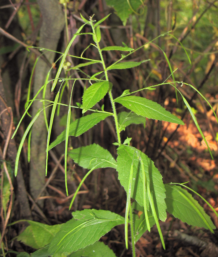 Image of Arabis pendula specimen.