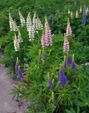 Lupinus polyphyllus. Верхушки цветущих растений. Московская обл., Пушкинский р-н, дер. Мураново, у дороги. 25.05.2019.