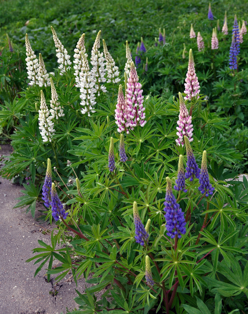 Изображение особи Lupinus polyphyllus.