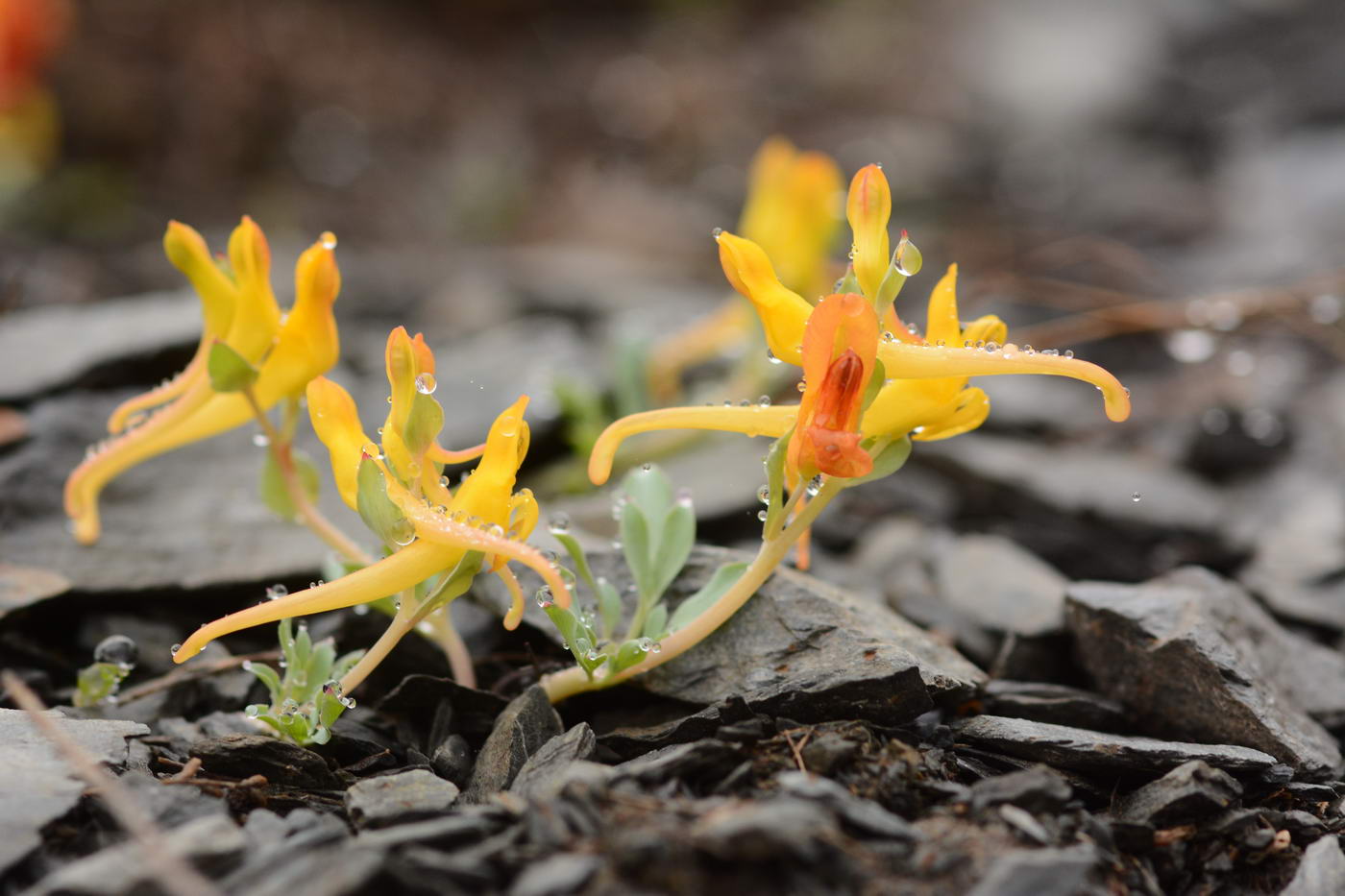 Image of Corydalis sewerzowii specimen.