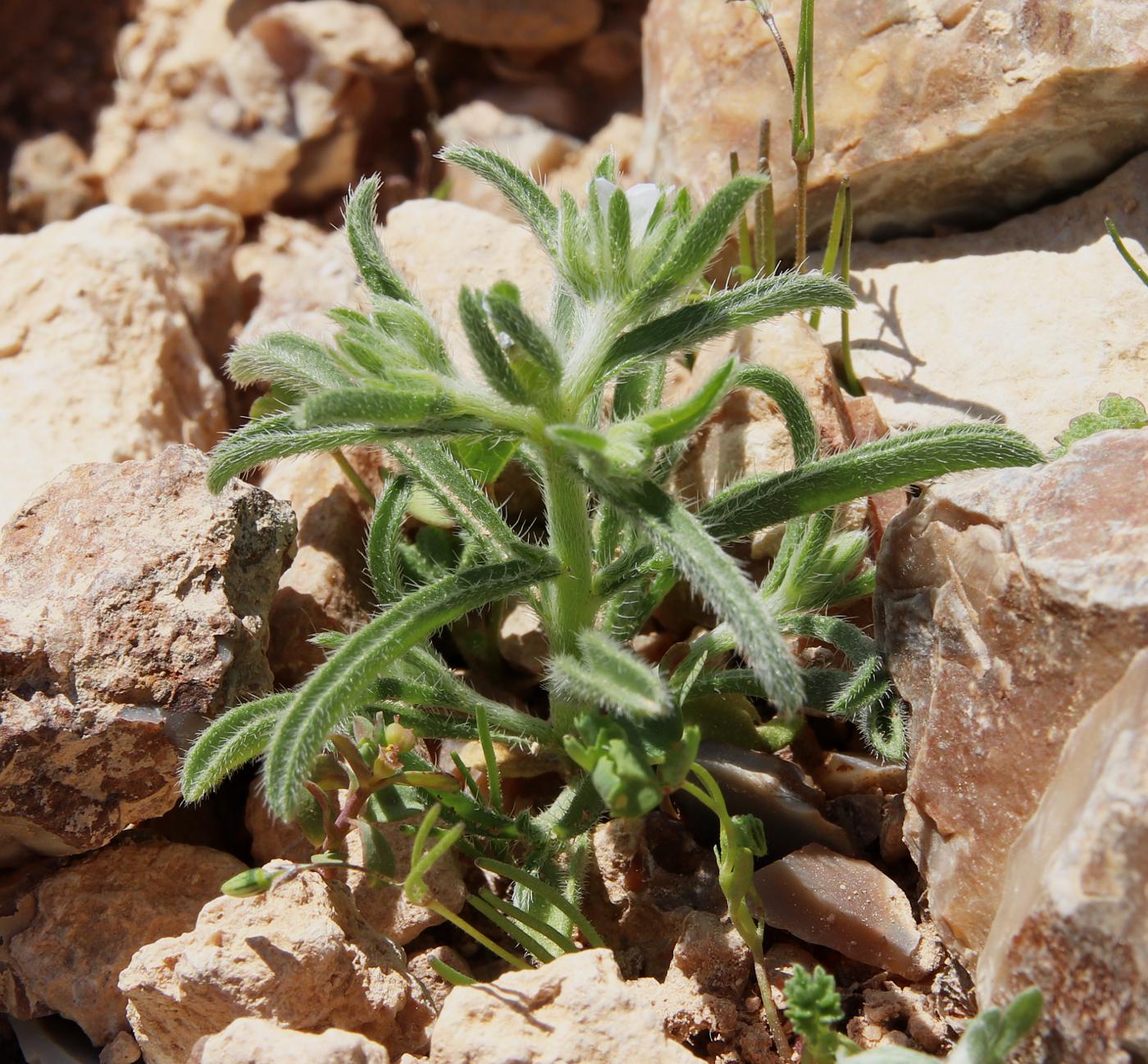 Image of Lappula spinocarpos specimen.