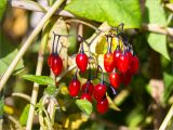 Solanum dulcamara. Соплодие. Ленинградская обл., Кингисеппский р-н, окр. дер. Урмизно, побережье Финского залива, заросли тростника (Phragmites australis) на мелководье. 31.08.2019.