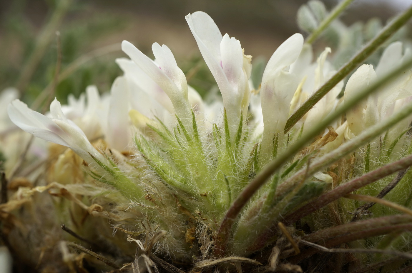 Image of Astragalus dolichophyllus specimen.