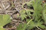 Geranium rotundifolium. Цветоносный побег среди листьев. Крым, Бахчисарайский р-н, окр. с. Дачное, фруктовый сад. 14.04.2020.