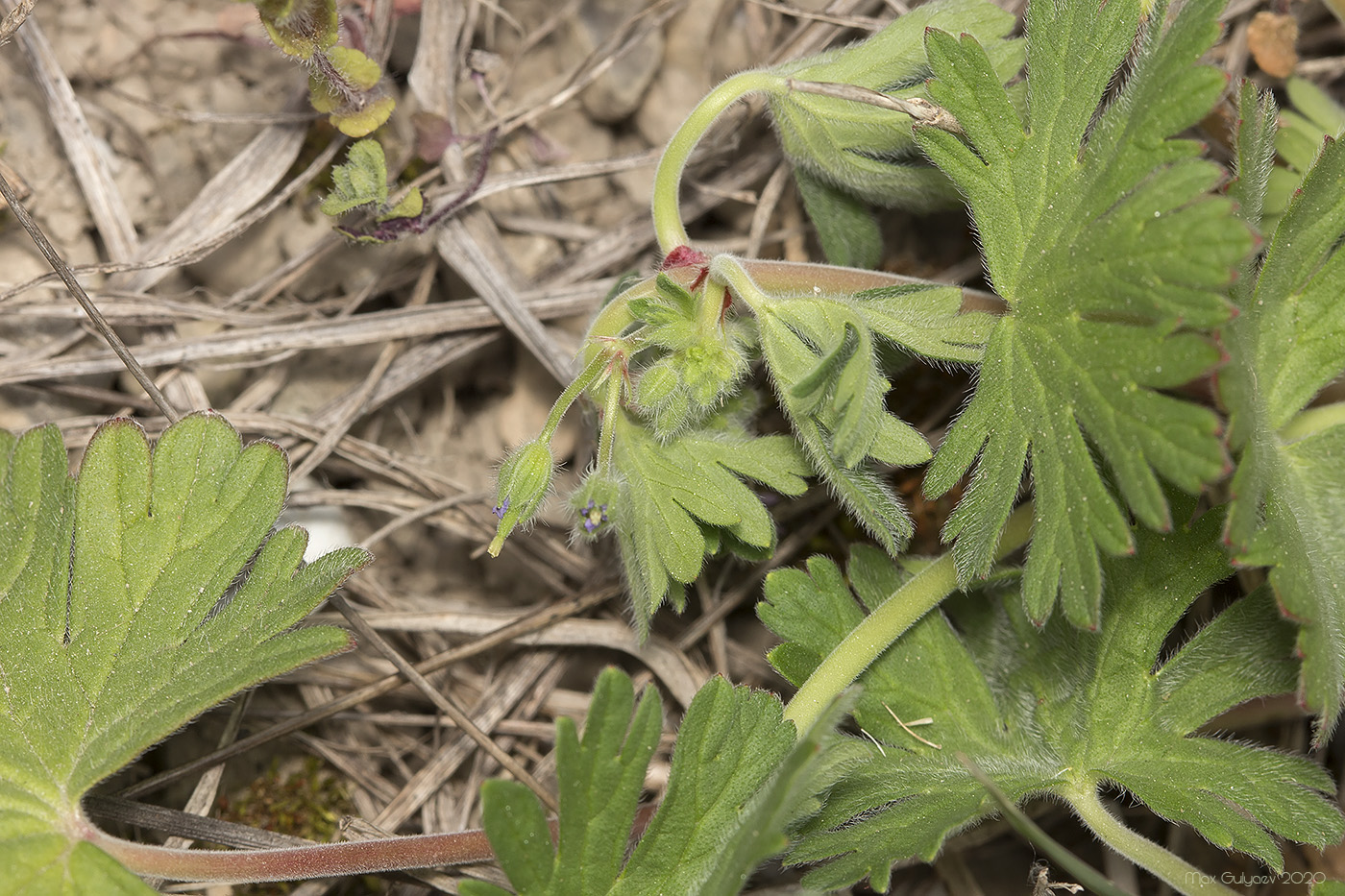 Image of Geranium rotundifolium specimen.