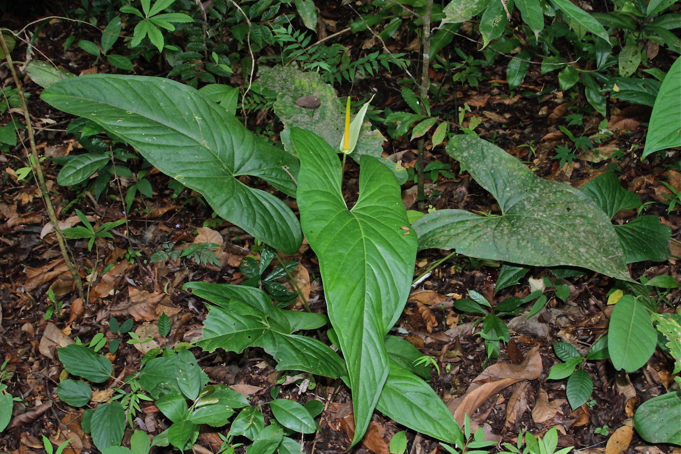 Image of Anthurium ochranthum specimen.