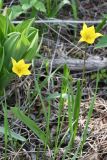 Tulipa biebersteiniana