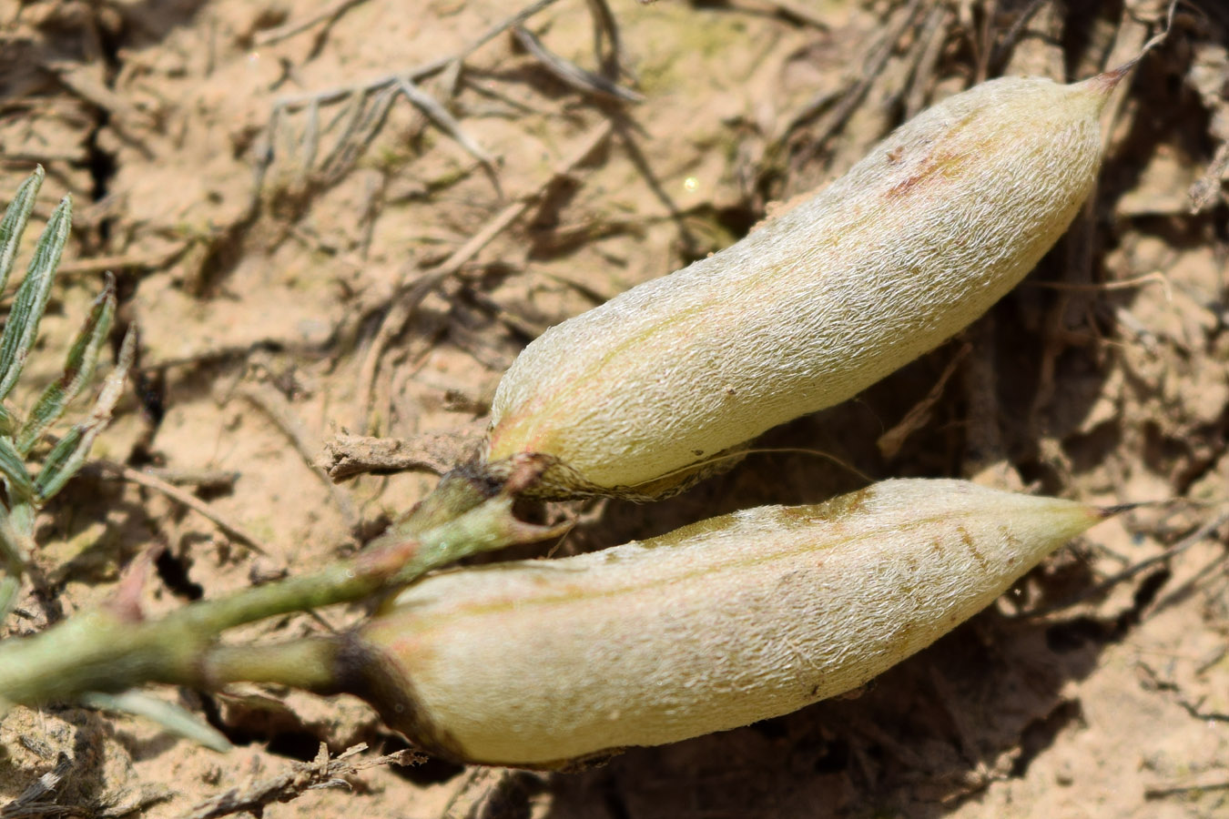 Изображение особи Astragalus dianthus.