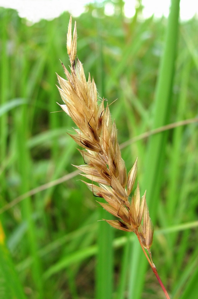 Image of Anthoxanthum odoratum specimen.