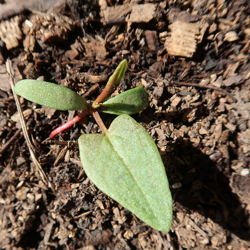 Изображение особи Fallopia convolvulus.