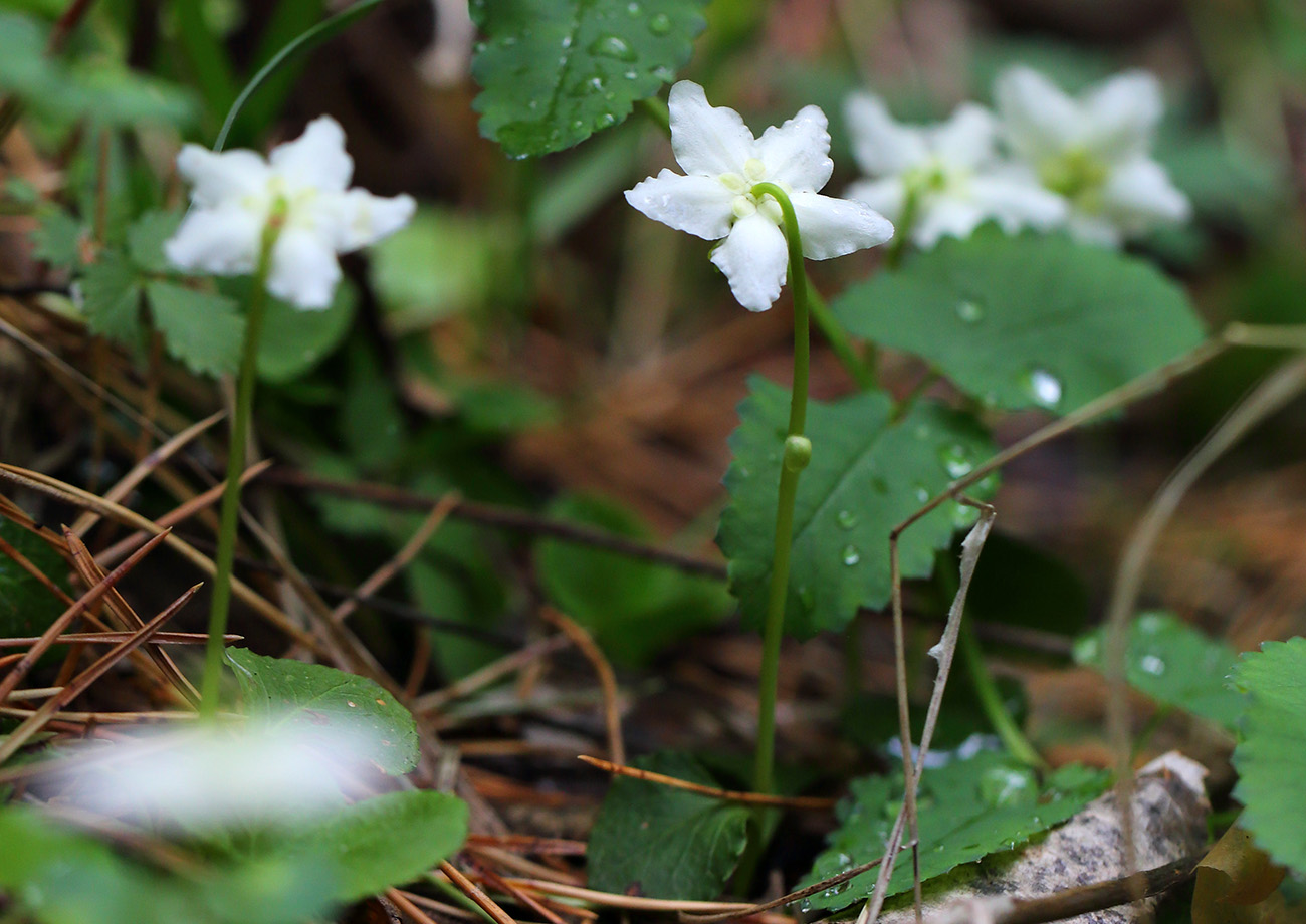 Изображение особи Moneses uniflora.