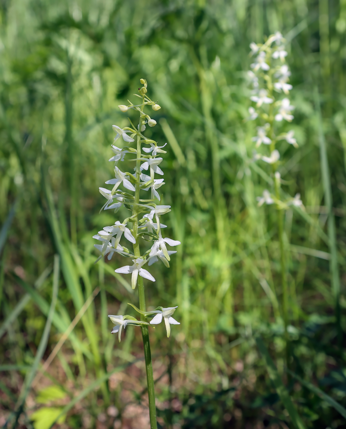 Изображение особи Platanthera bifolia.