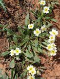 Chorispora sabulosa