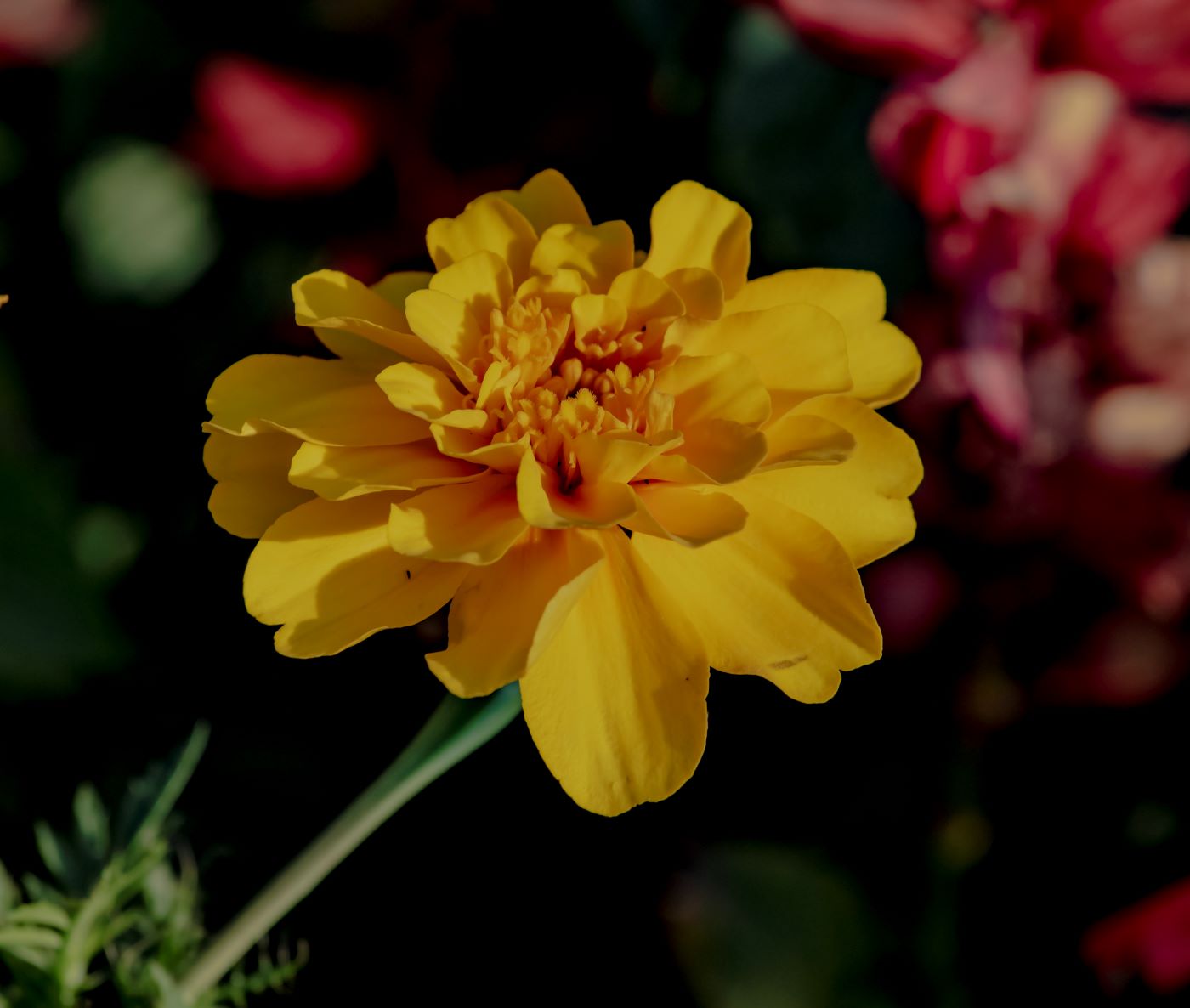 Image of Tagetes patula specimen.