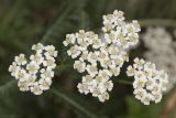 Achillea millefolium. Сложное соцветие. Крым, Бахчисарайский р-н, окр. с. Речное, окраина яблоневого сада. 22.08.2020.