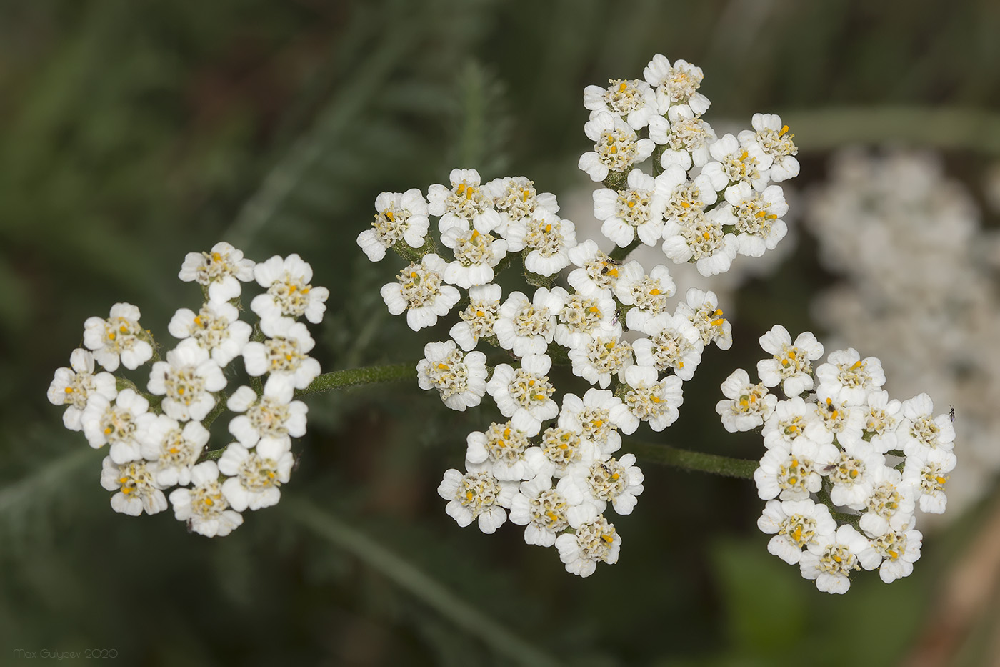Image of Achillea millefolium specimen.