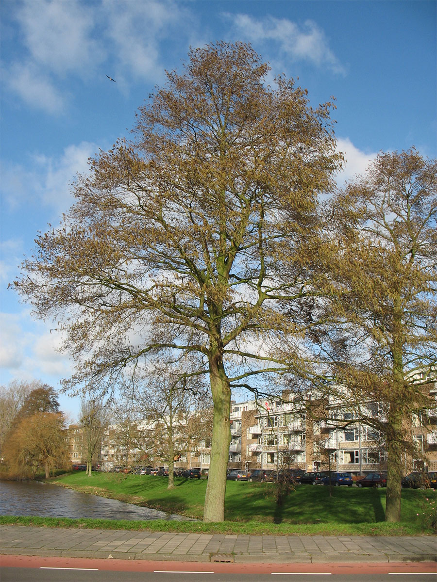 Image of Alnus × spaethii specimen.