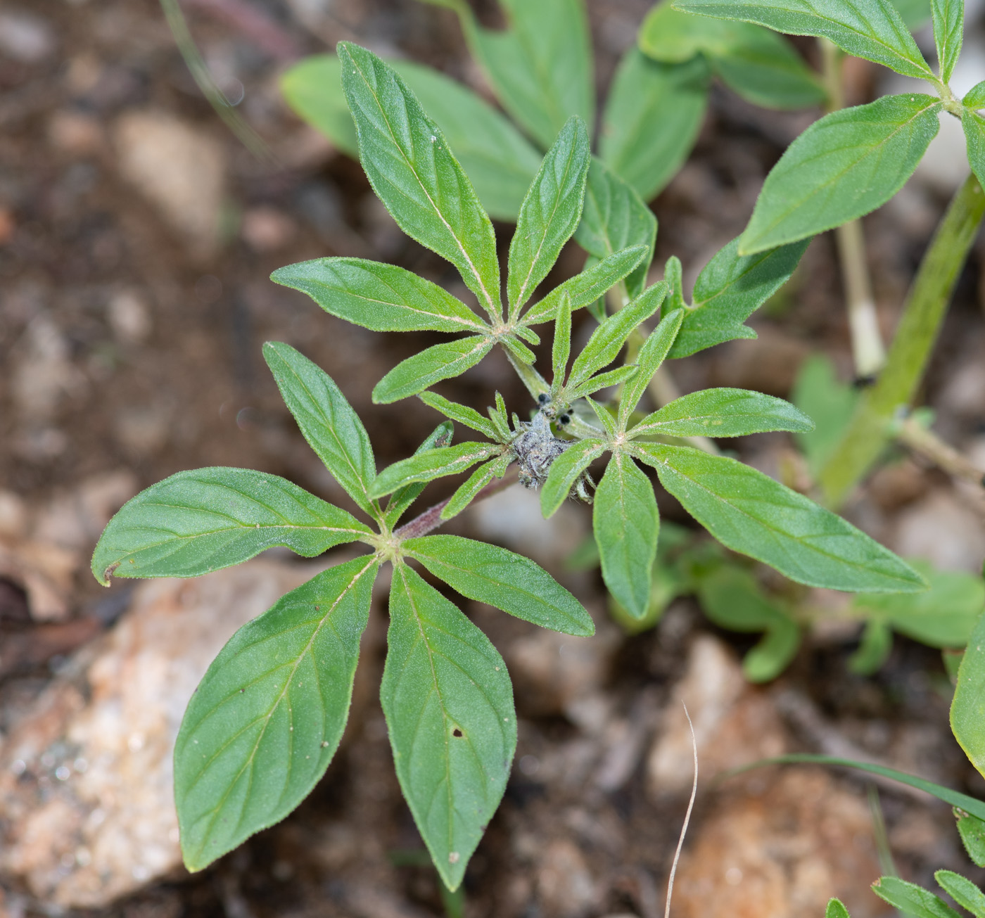 Изображение особи Sesamum triphyllum.