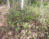 Vaccinium uliginosum. Бутонизирующие растения. Тверская обл., Весьегонский р-н, бывшая свалка опилок на сфагновом болоте, земляной вал. 6 июня 2020 г.