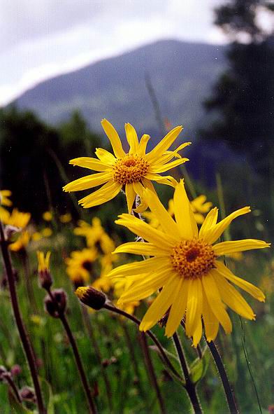 Изображение особи Arnica montana.