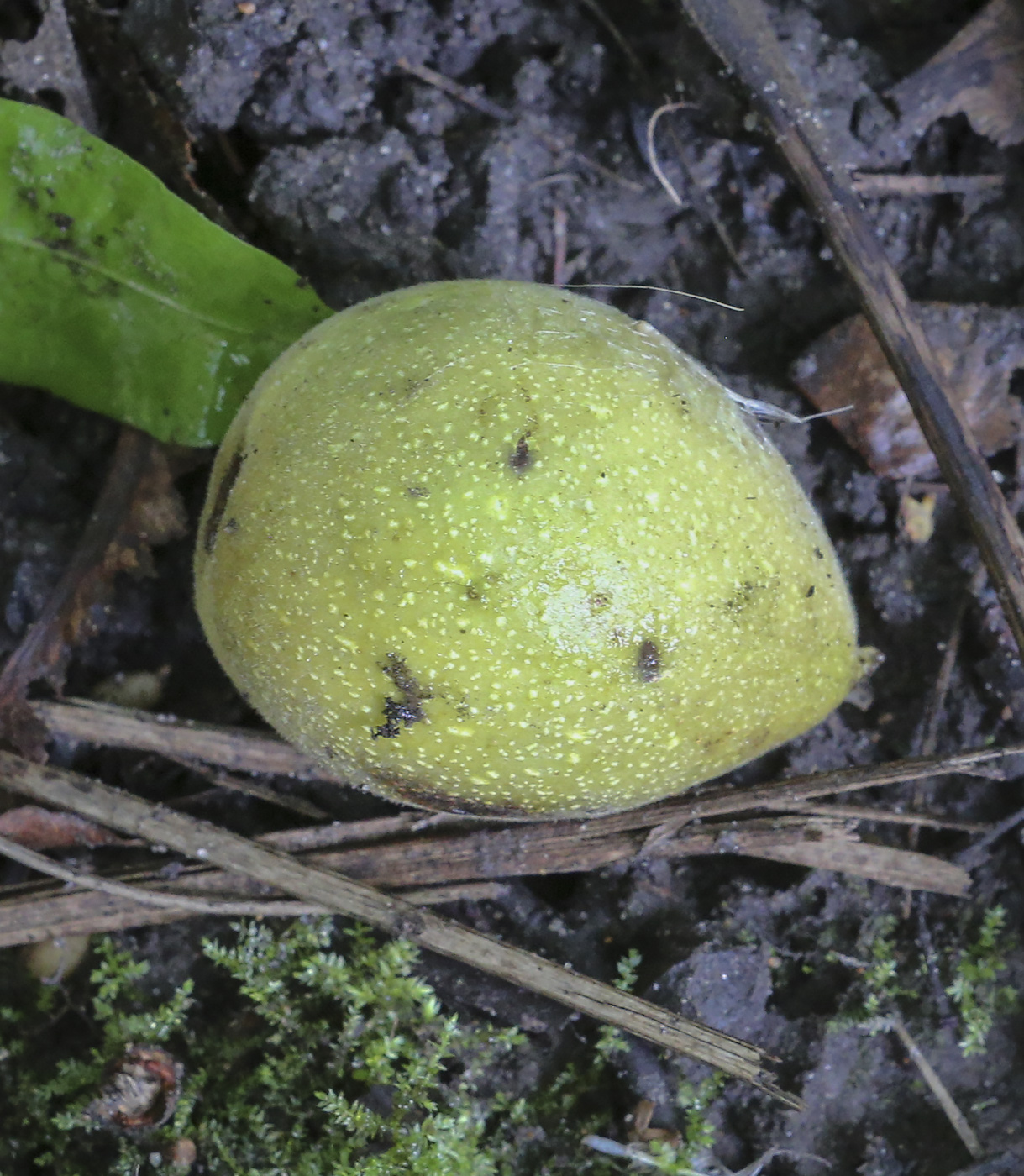 Image of Juglans mandshurica specimen.