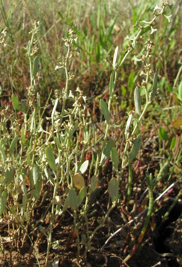 Изображение особи Halimione pedunculata.