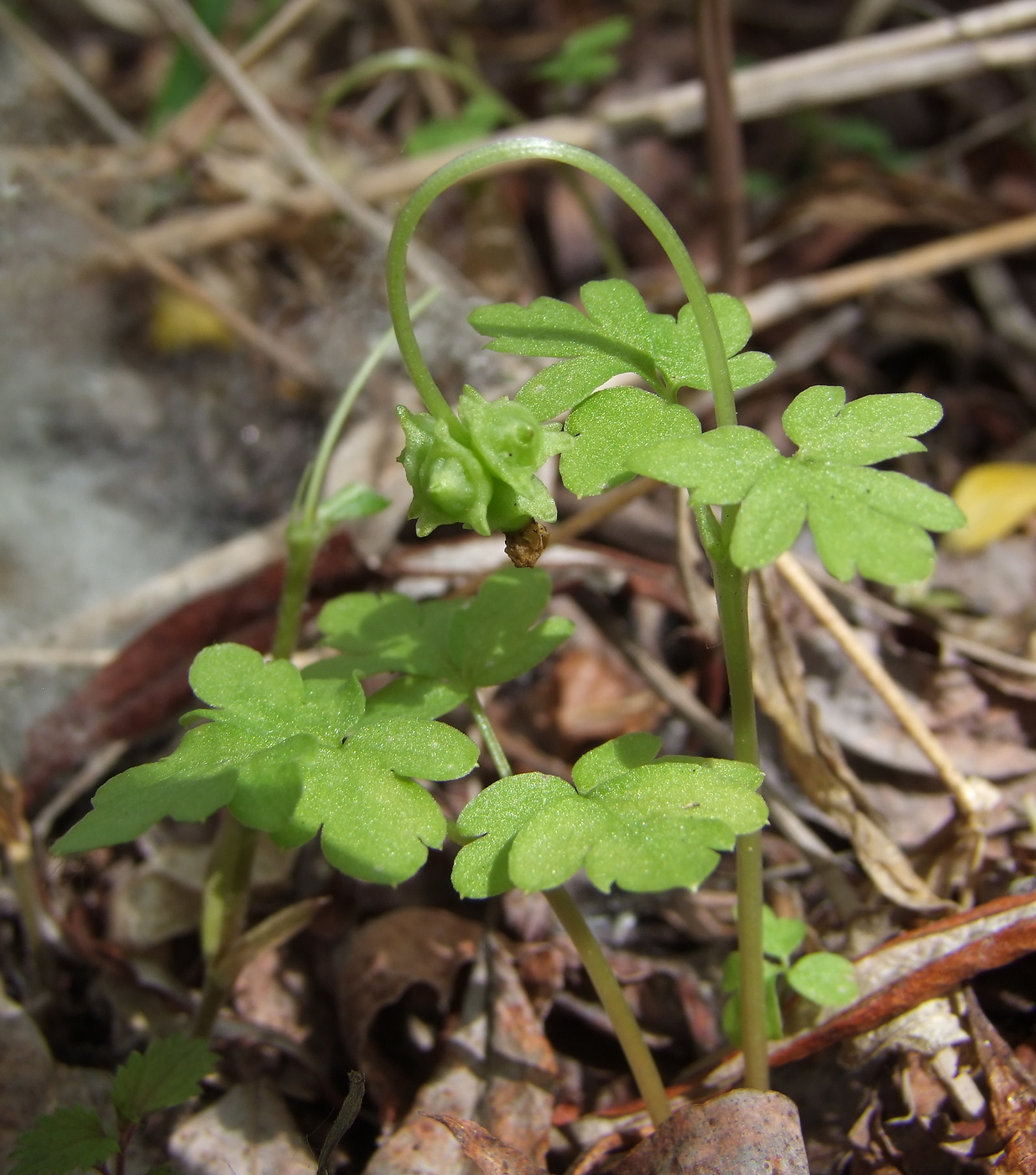 Image of Adoxa moschatellina specimen.