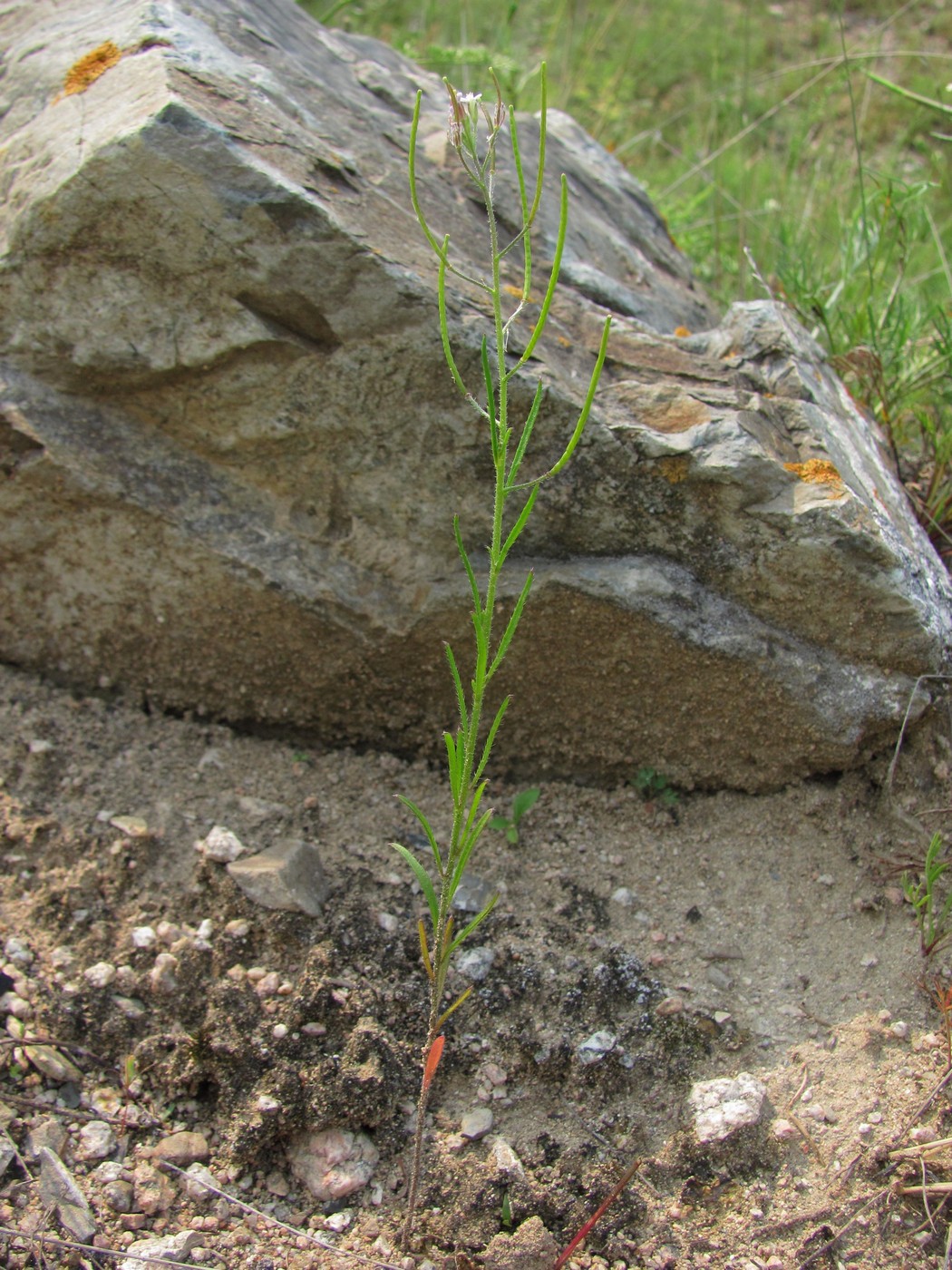 Изображение особи Dontostemon micranthus.